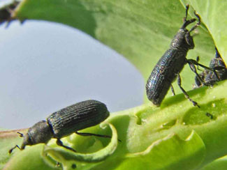 Mecinus, long thin black weevil